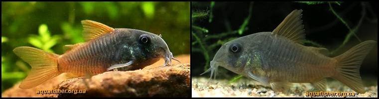 5Corydoras_concolor1