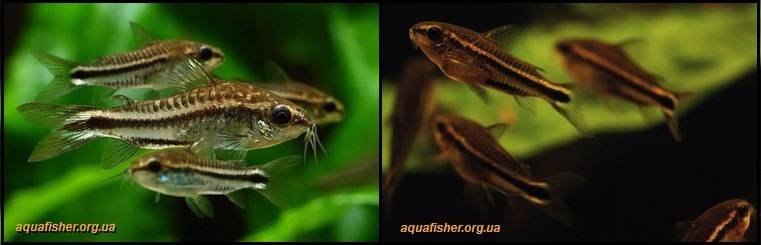 5Corydoras_pygmaeus1