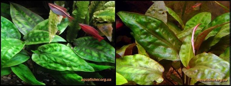 5Cryptocoryne_pontederiifolia1