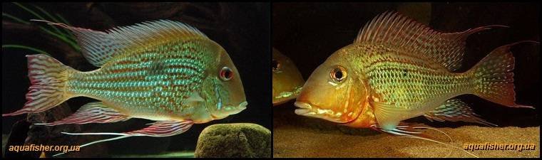 5Geophagus_altifrons1