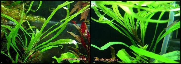 5Hygrophila_corymbosa_angustifolia1