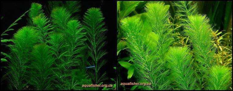 5Myriophyllum_aquaticum1