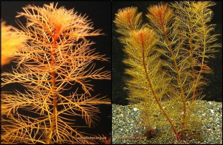 5Myriophyllum_mattogrossense1