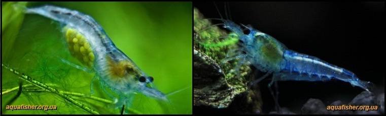 5Neocaridina_palmata_Blue_pearl3