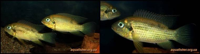 5Pelmatochromis_buettikoferi1
