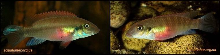 5Pelvicachromis_humilis1
