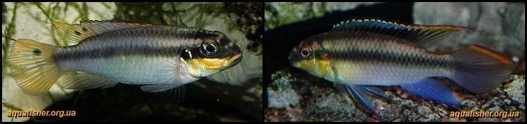 5Pelvicachromis_taeniatus1