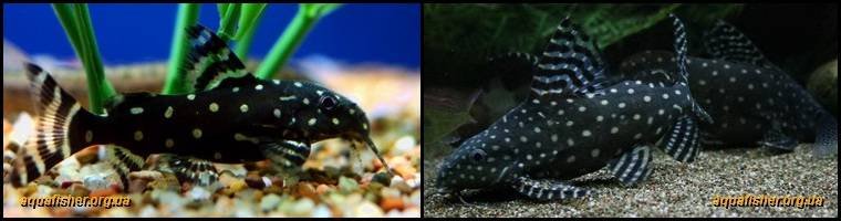 5Synodontis_angelicus1