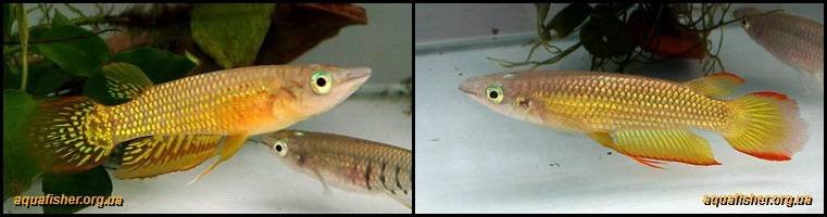 6Aplocheilus_lineatus1