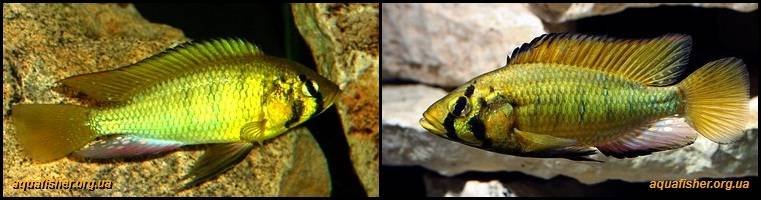 6Astatoreochromis_alluaudi1