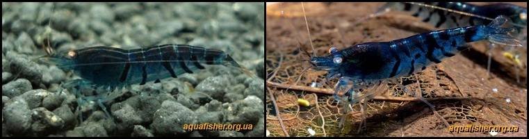 6Caridina_cantonensis_Deep_Blue_Tiger1