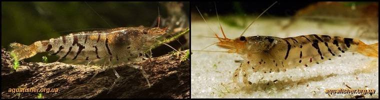 6Caridina_cantonensis_Tiger1