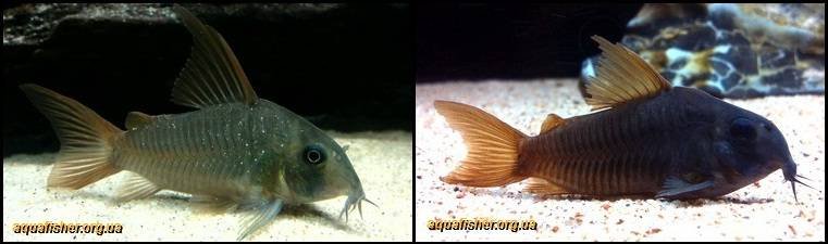 6Corydoras_concolor1