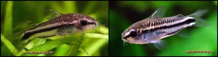 6Corydoras_pygmaeus1