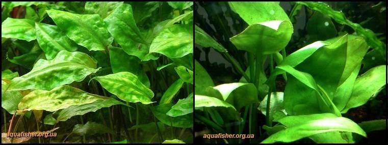 6Cryptocoryne_pontederiifolia1