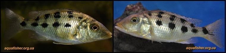 6Fossorochromis_rostratus1