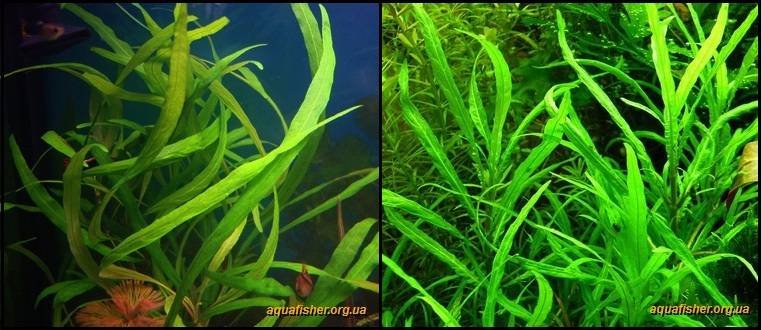 6Hygrophila_corymbosa_angustifolia1