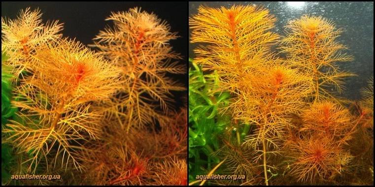 6Myriophyllum_mattogrossense1