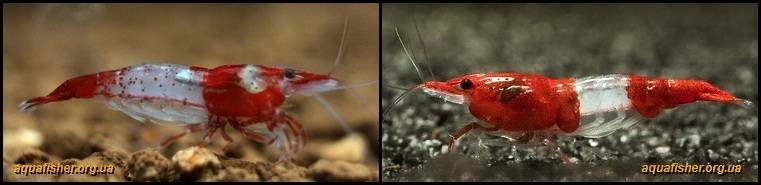 6Neocaridina_davidi_Rili1