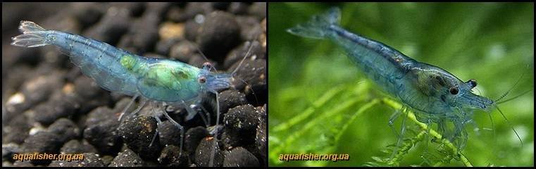 6Neocaridina_palmata_Blue_pearl3