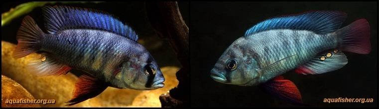 6Neochromis_omnicaeruleus1