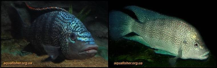 6Oreochromis_tanganicae1