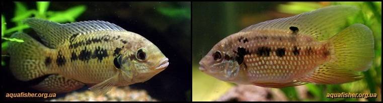 6Pelmatochromis_nigrofasciatus1