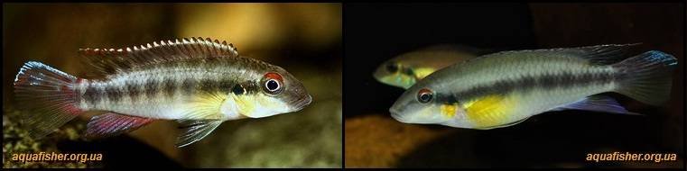 6Pelvicachromis_humilis1