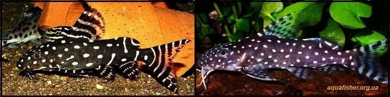 6Synodontis_angelicus1