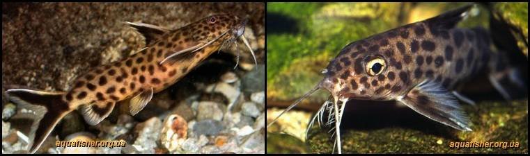 6Synodontis_petricola1