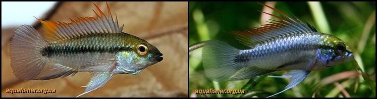 7Apistogramma_trifasciata1