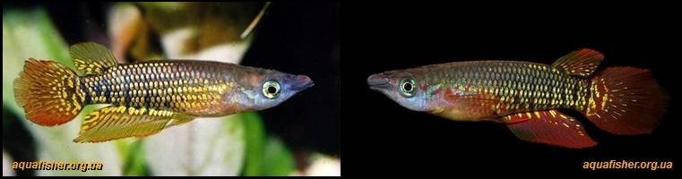 7Aplocheilus_lineatus1