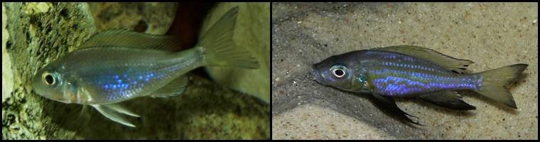 7Aulonocranus_dewindti1