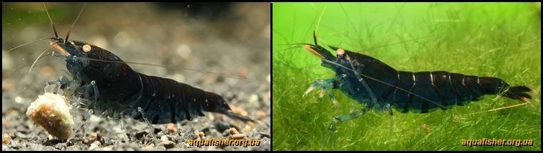 7Caridina_cantonensis_Deep_Blue_Tiger1