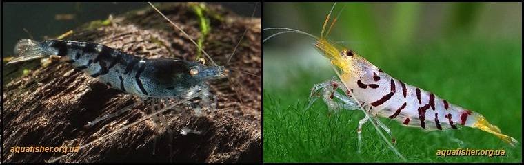 7Caridina_cantonensis_Tiger1