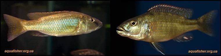 7Champsochromis_spilorhynchus1