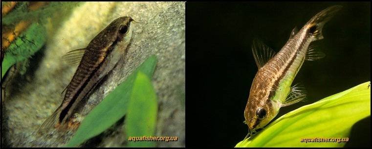 7Corydoras_pygmaeus1