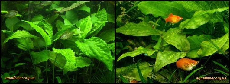 7Cryptocoryne_pontederiifolia1