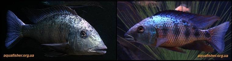 7Fossorochromis_rostratus1