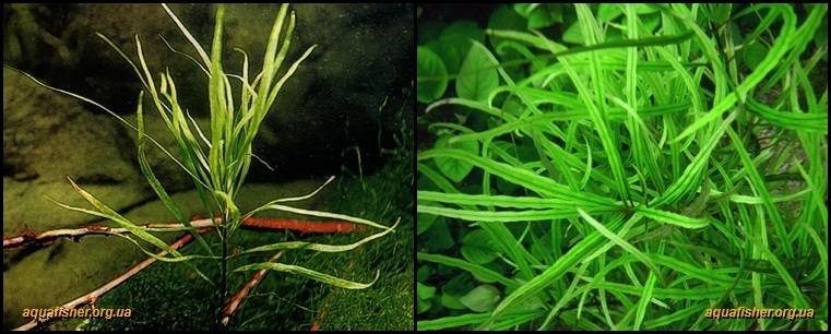 7Hygrophila_corymbosa_angustifolia1