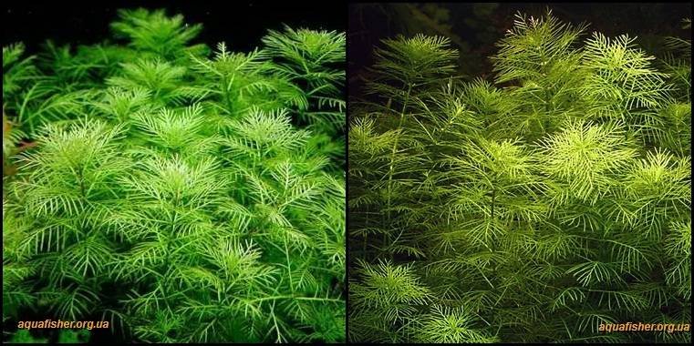 7Myriophyllum_mattogrossense1