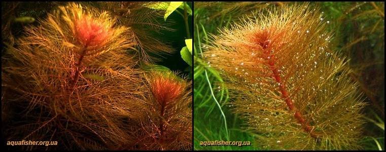 7Myriophyllum_tuberculatum1