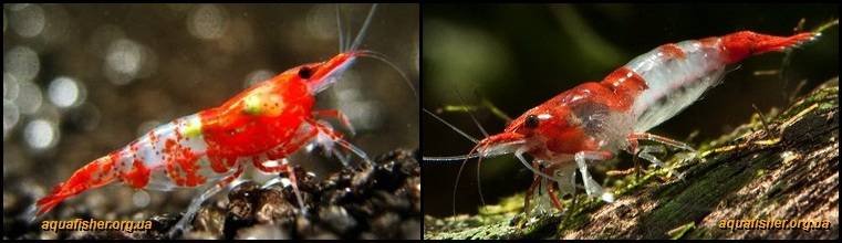 7Neocaridina_davidi_Rili1