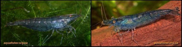 7Neocaridina_palmata_Blue_pearl3