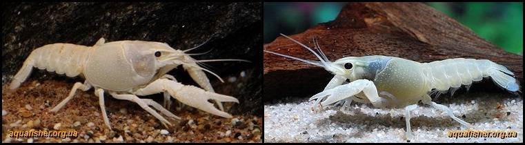 7Procambarus_clarkii_snow1