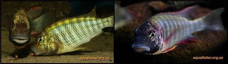 7Simochromis_diagramma1