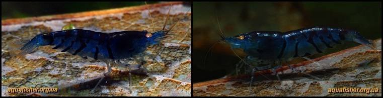 8Caridina_cantonensis_Deep_Blue_Tiger1