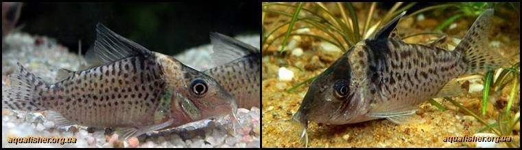 8Corydoras_delphax1