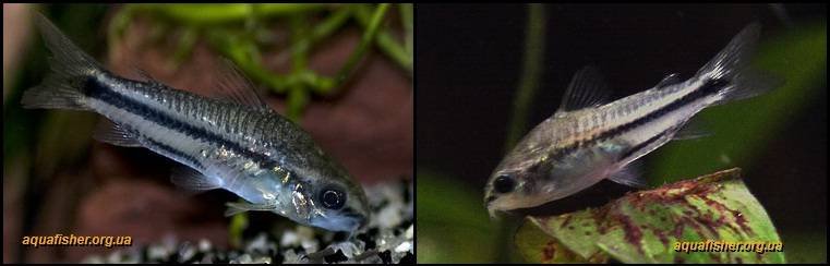 8Corydoras_pygmaeus1