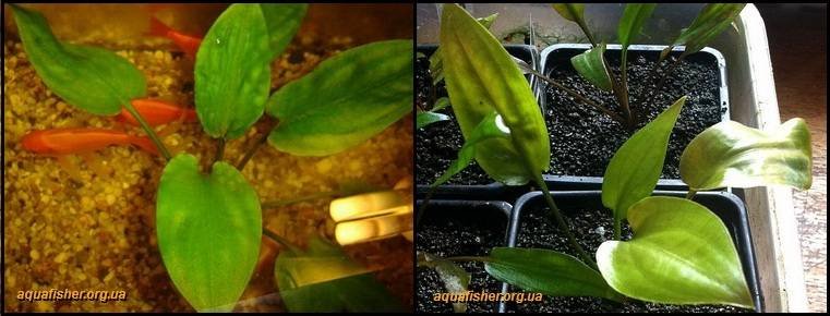 8Cryptocoryne_pontederiifolia1